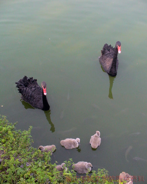 点击浏览下一页